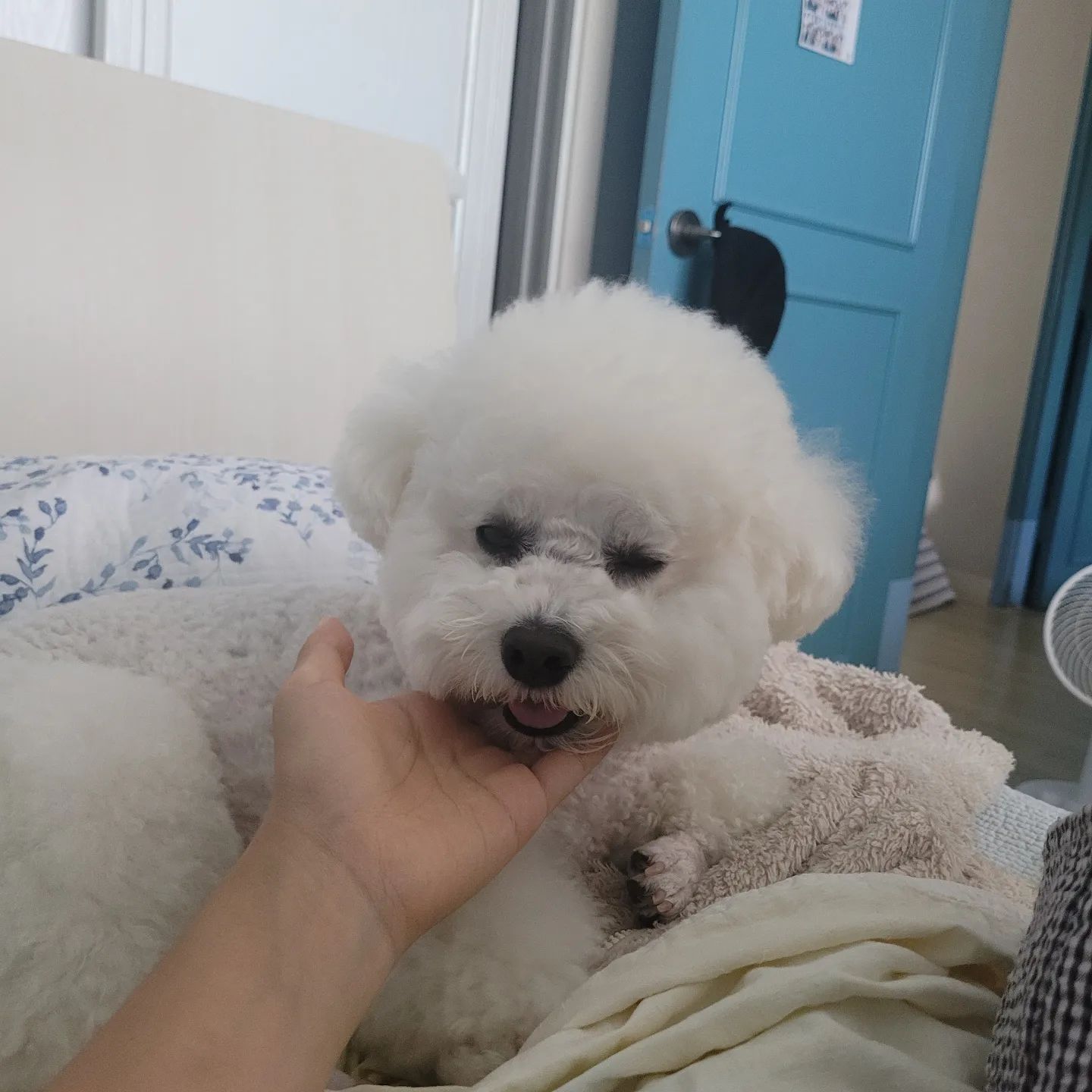 23.07.05
간만에 나른한 오후❤️ 
문득 보는 꼼.. 발 굳은살 많이 박혀있네요😭 시중에 파는 댕카솔 이런거 발라주면 좀 낫겠죠..?
.
.
#꼬모의하루🐶
