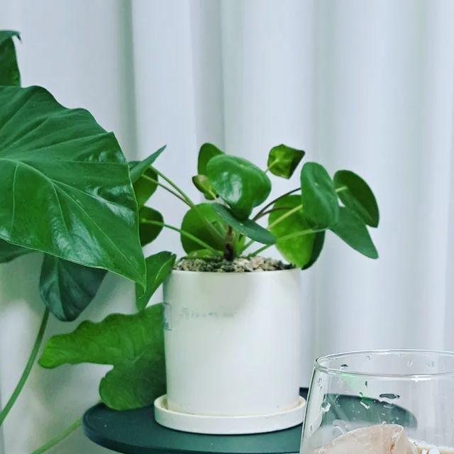 여니씨 on Instagram: "#광고 #홈카페 #맥널티대용량음료 내가 좋아하는 맥널티 음료, 역시 소비자만족지수 7년 연속 1위 한국맥널티!! 나홀로 즐기는 홈카페가 맥널티 덕분에 풍성해졌다 간편하