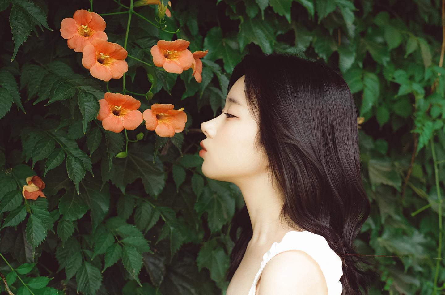 능소화 만지고 눈 비비면 안!!됨