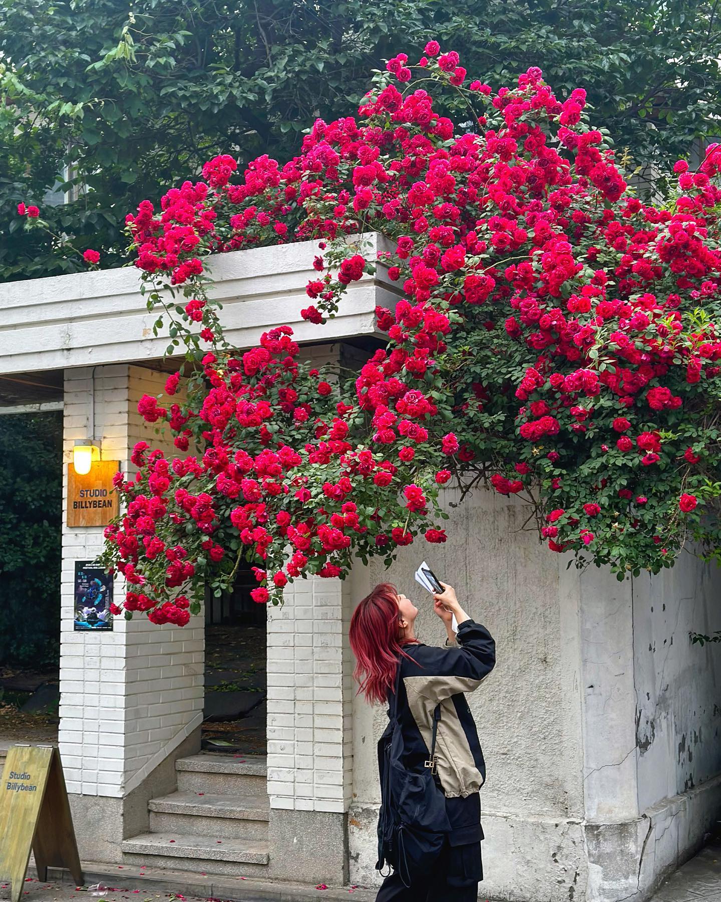 5월 🌹

#5월 #서울장미 #장미맛집 #빌리빈스튜디오 #건사피장🌹