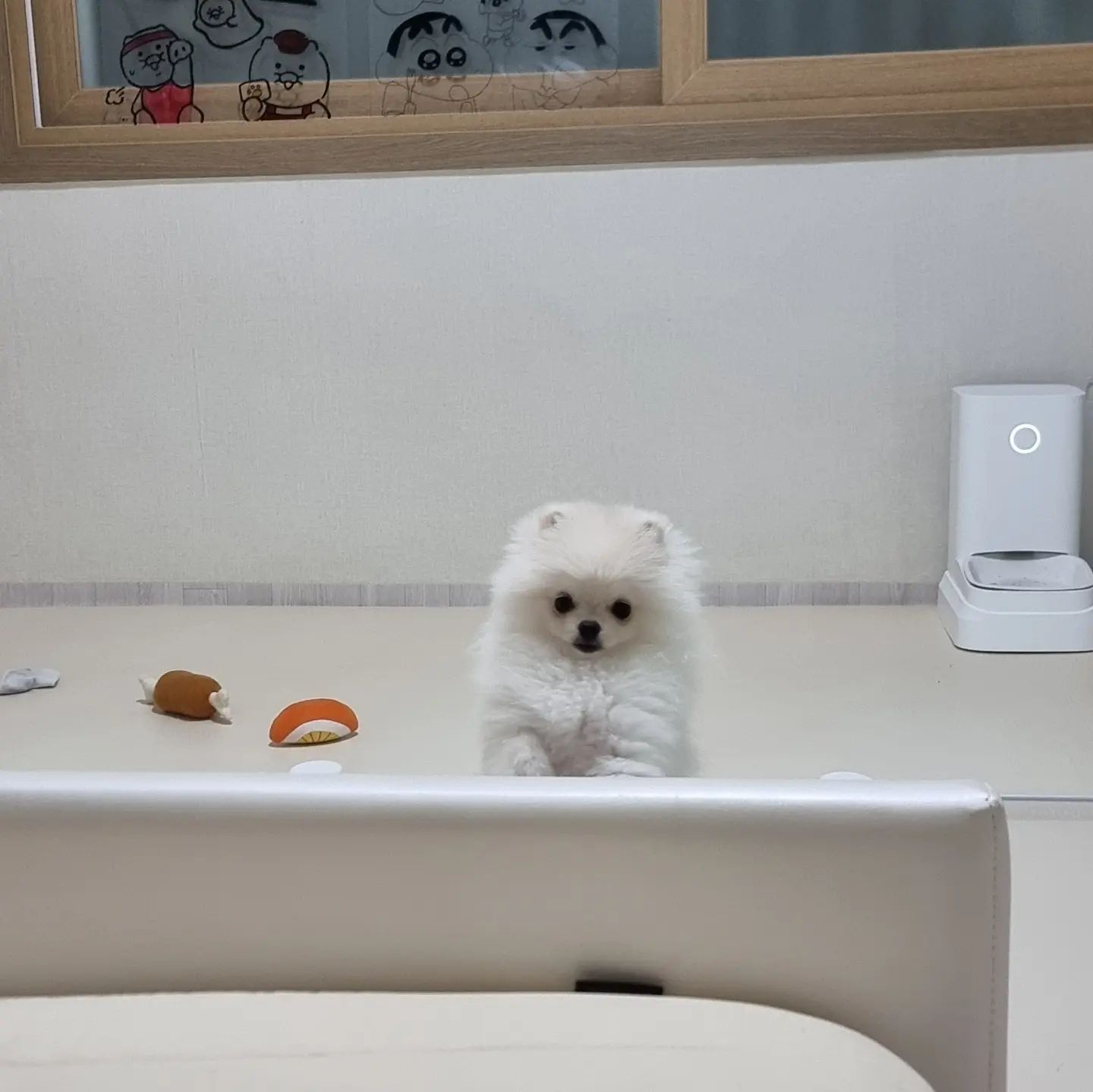 애카 다녀온 애 맞아 😭,,? 

#멍스타그램 #멍팔맞팔 #멍멍이 #강아지일상 #강아지 #puppy
#댕댕이 #댕댕이그램 #댕댕이 #새끼강아지 #포메라니안 #포메
#포메라니안그램 #견스타그램 #멍스타그램 #팔로우 #cutepuppy
#귀여운강아지 #아기강아지 #멍멍이맞팔 #댕댕이 #댕팔 #좋아요