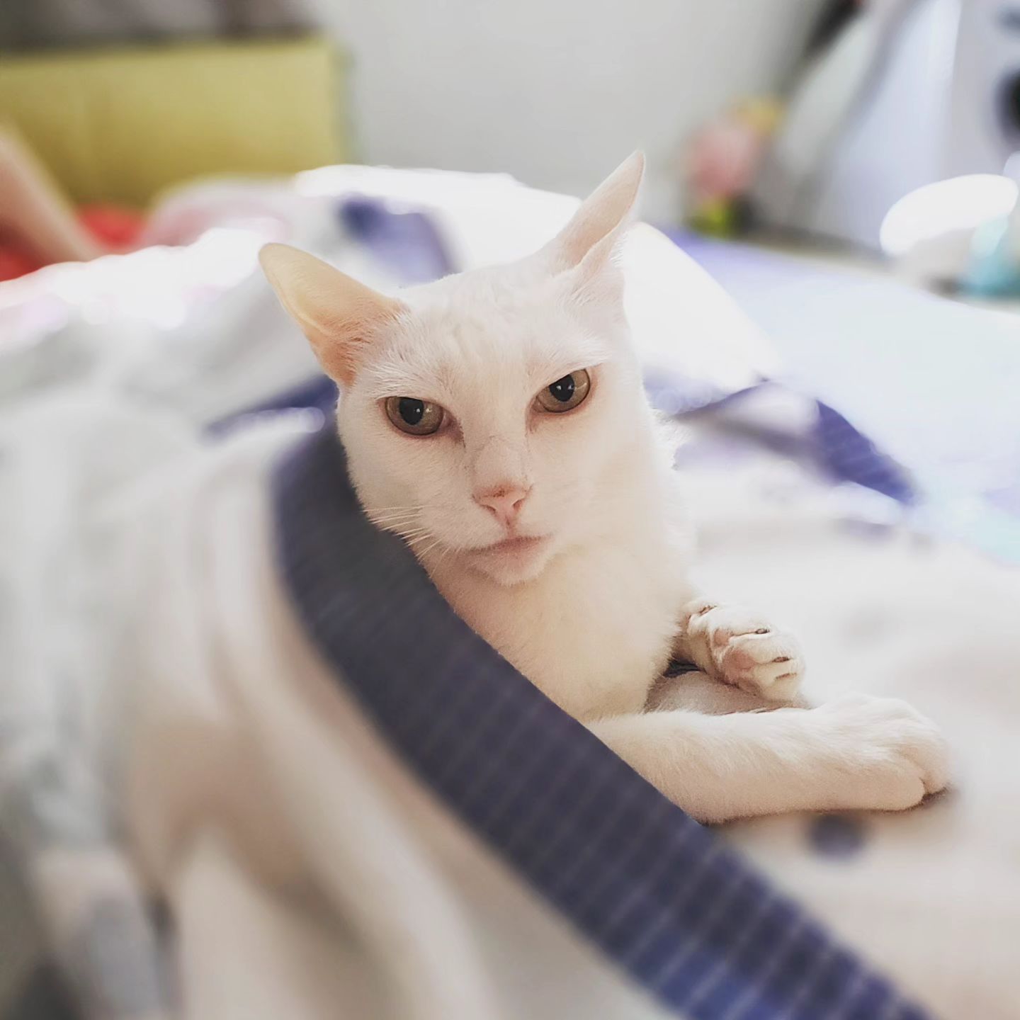 무슨생각중이야?
너무 심각해보여..

#반려묘 #터키쉬앙고라 #하얀고양이 #유기묘입양 #6년차 #냥스타그램