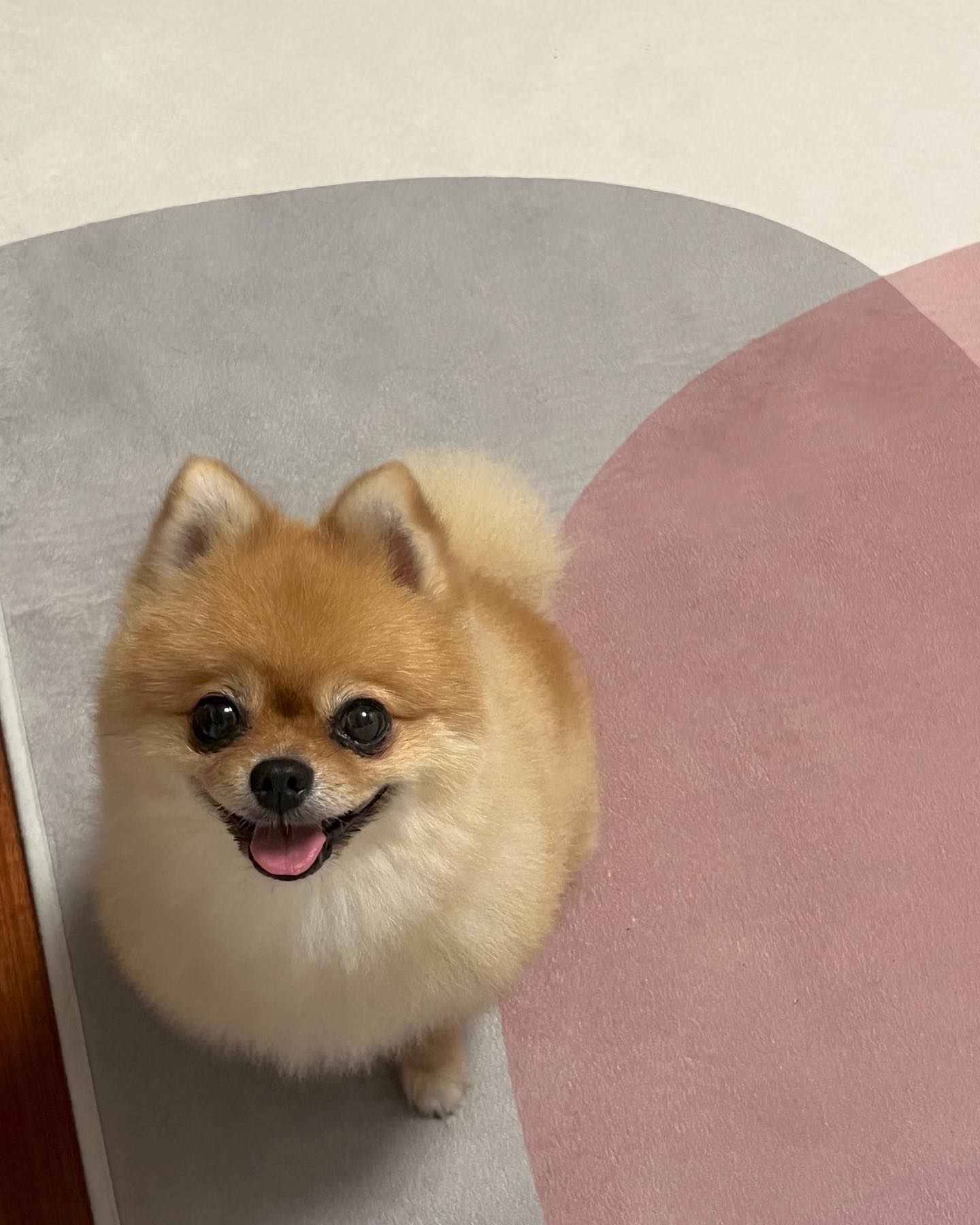 #강아지하임리히법dogstagram 

부산에는 비가 엄~청 왔어요! 
다들 오늘하루 잘보내셨나요? 

우리 해피는 ….!!! 뜌둥🥲
예전에 인스타 보면서
괜찮다 싶어서 따라한 놀이가 있는데 
큰일날뻔 했어요 ㅠㅠ 

두루마리 휴지심지를 간식통처럼 
만들어서 노즈워크장난감으로
활용하는 영상 보신적 있으신가용?
————————————————————-
저도 보다가… 이거 괜찮겠네 하고
별이, 해피 하나씩 줬는데 
잘~놀다가 해피가 갑자기 한자리에 빙글빙글 돌면서 
몸을 움츠리더라구요!

그래서 뭐지? 하고 얼른 번쩍 들어올렸는데 
휴지심지를 뜯다가 같이 먹어버려서 목에 걸렸는지 
숨을 쉬지않고 배가 딱딱해졌었어요!!!

진짜……..너무 놀래서 해피 거꾸로 들고 털기도 하고, 
등 두드리고, 입벌려서 확인하고  난리난리하던 찰나에 
삼켜졌는지 헥헥거리는거 듣고 한숨 돌렸네요🫠🫠
해피는 눈물범벅 ㅠㅠ 

나가는 길에 줬더라면…!!
생각만해도 아찔하네요 😱

그 이후로
나중에 또 만들어주려던 휴지심지
다 버렸습니다 ㅋㅋㅋㅋㅋㅋㅋㅋㅋ

뭐니뭐니해도 안전이 최고👍🏻

그 덕에 유튜브로
강아지 하임리히법도 한번 찾아보고 
구토 유발방법 정독했어요!! 

이 방법으로 잘 가지고 노는
친구들도 있겠지만 혹~~~시나!! 
하는 마음에 올려봅니당 🤍

#모두건강하자 #댕댕이세상