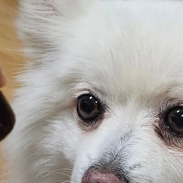 💜김휴이💜 on Instagram: "#광고 #강아지영양제 #가자요펫 강아지 건강관리로 늘 고민이었던 휴이언니를 위해 @gaazayopet 에서 가자요펫 관절, 멀티비타민 영양제를 선물로 보내주셨어요!💕 가