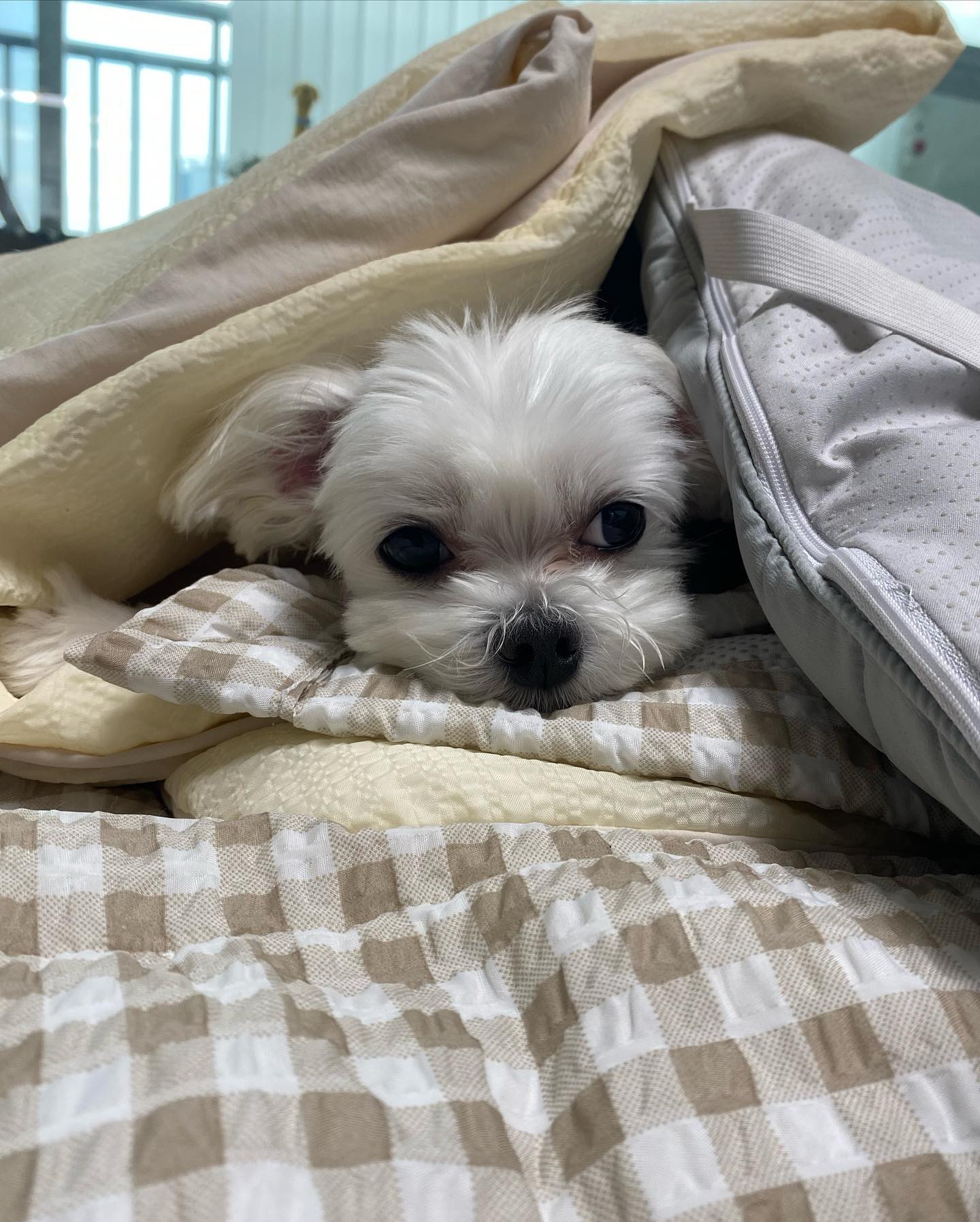 찌부모찌🍡 
요즘 모찌 취미 ; 눌려있기(?)🐶
