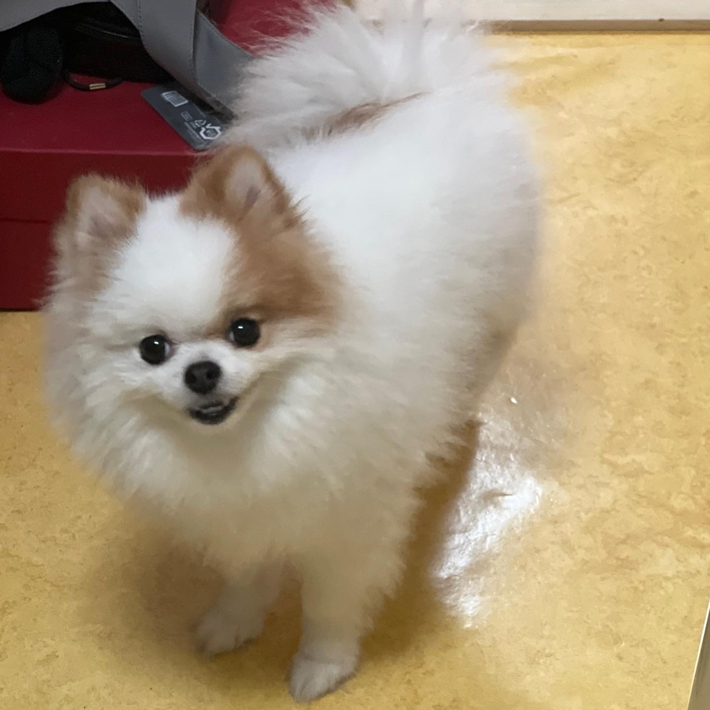 ⠀
엄마랑있을때
할머니랑있을때 
마지막은 아빠랑있을때 너무나도 다른 온도차..
⠀
⠀
#포메스타그램 #강아지 #반려견그램 #제주강아지 #표정부자