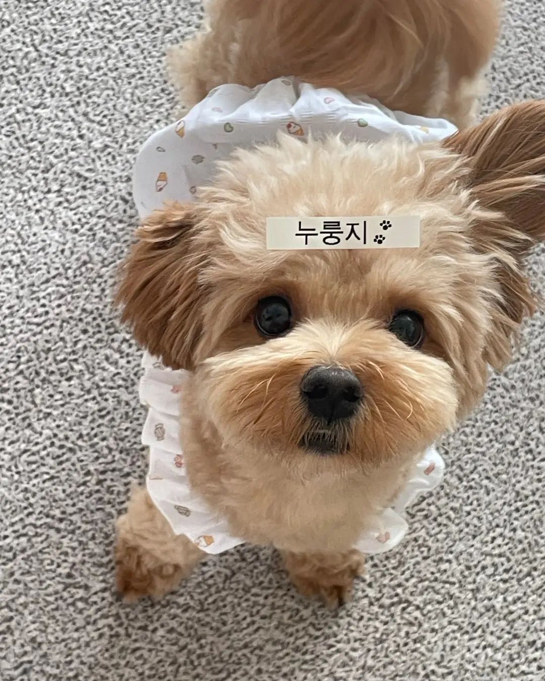 뿌잉 나는야 누룽지