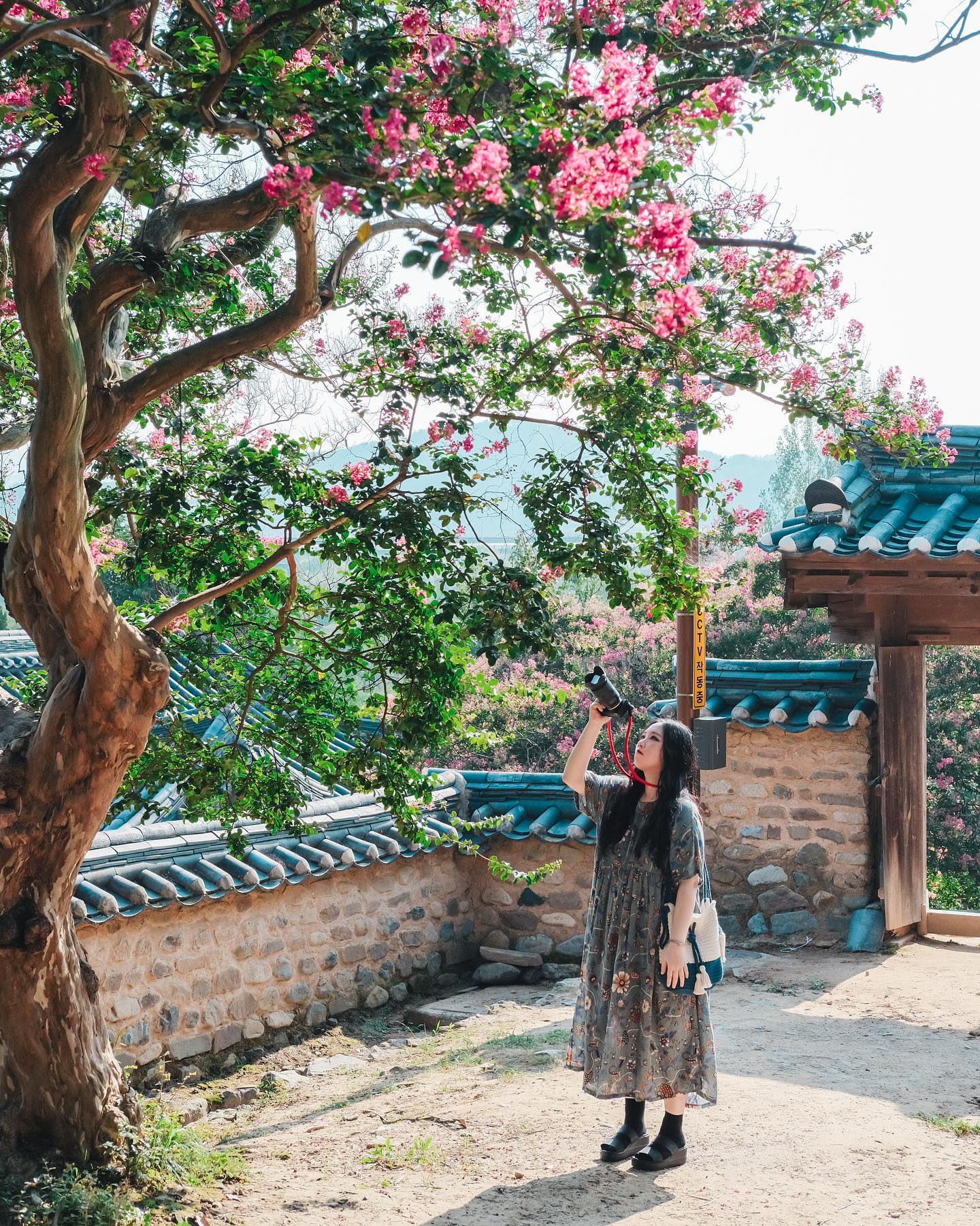 달성 하목정 배롱나무🌸
사실 꽃이 거의 지고 없어서 제가 찍은 건 다 망했어요.
그럼에도 불구하고 이런 사진이 찍힌 건
그냥 제 손이 똥손이라 그런 걸지도......!