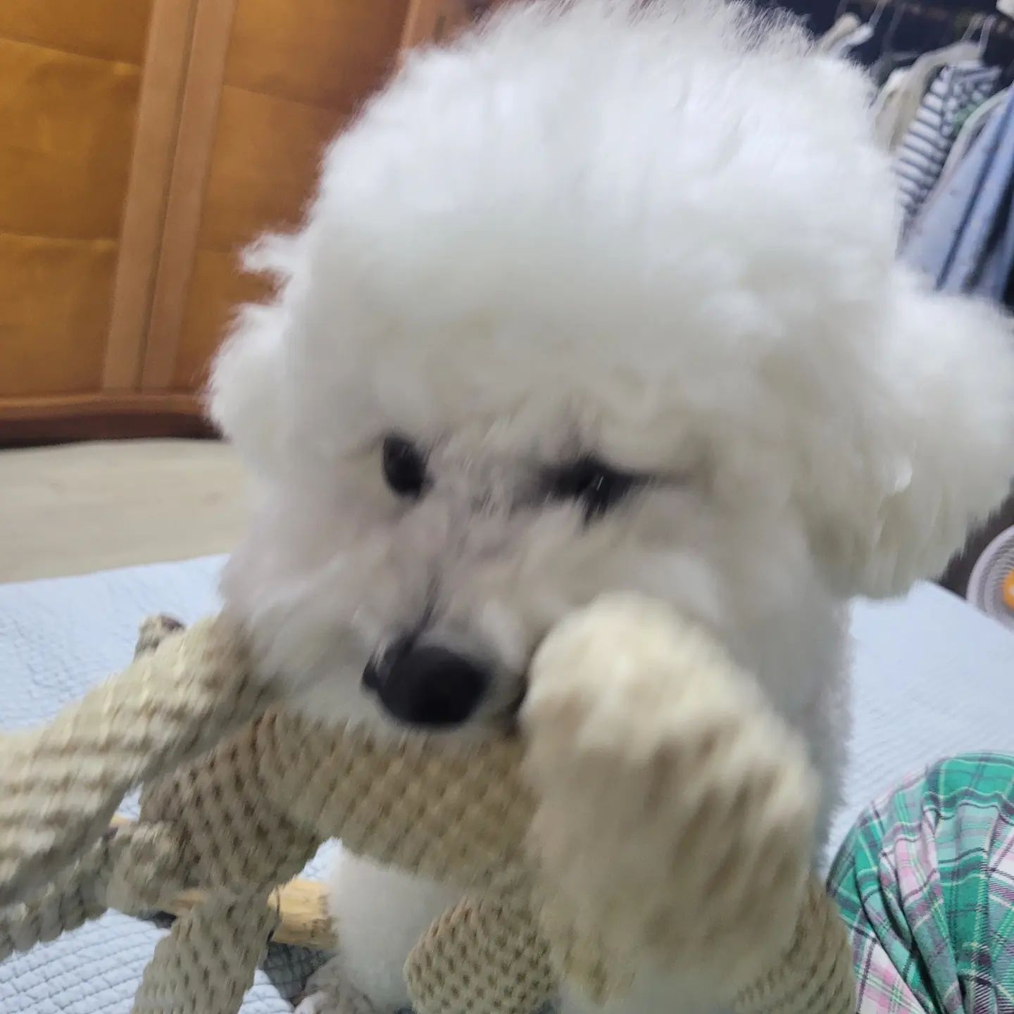 23.07.24
터그놀이 하고 쭙쭙도 하고 엎드려 쉬는게 꿀맛!
.
.
#꼬모의하루🐶