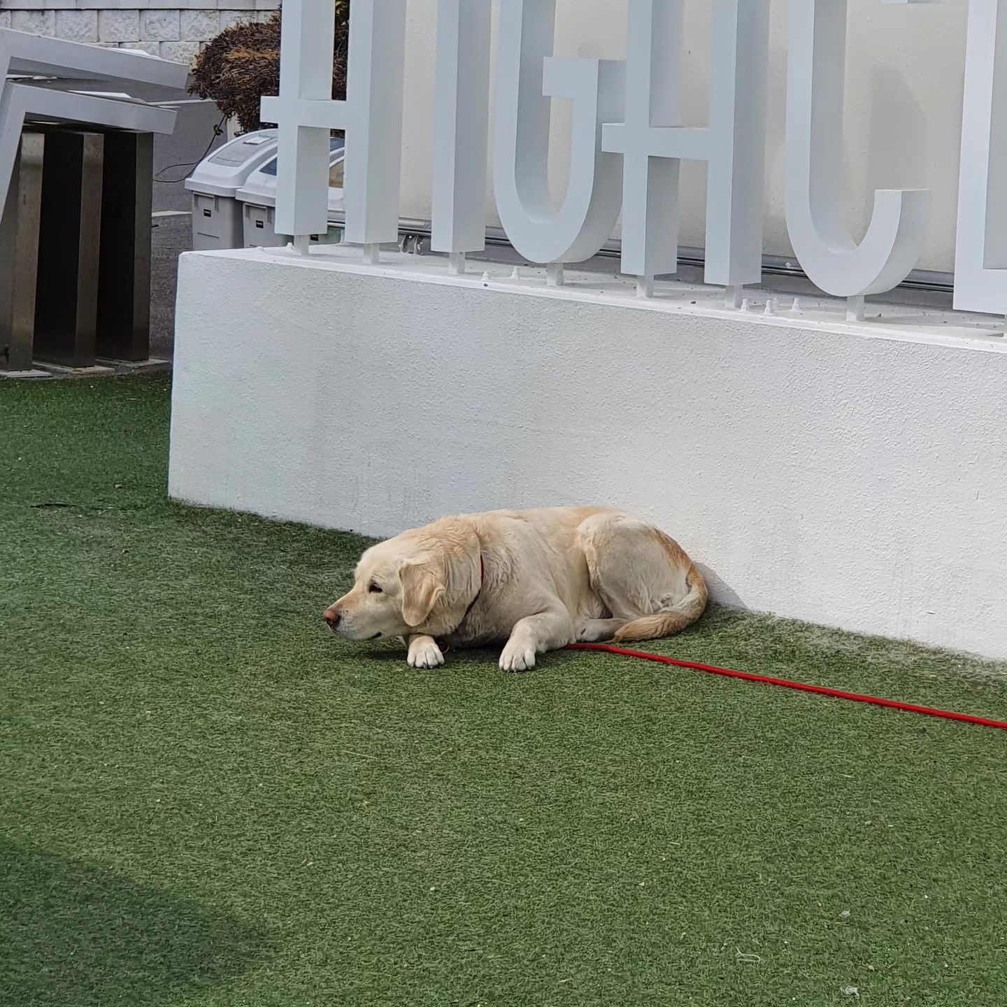 🐶