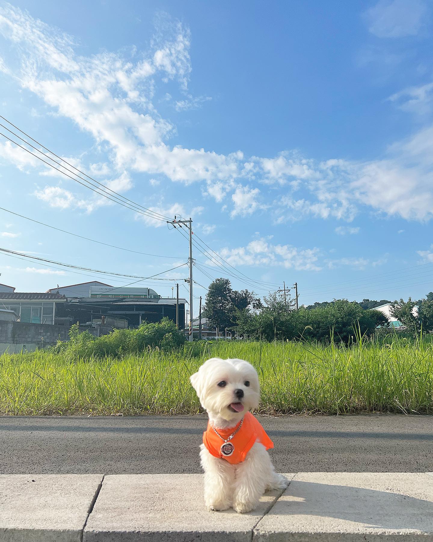 행복한 시골개 🐶🐕
목욕은 언니가 할게 하마가 행복하면 됬지..ㅎ

#시골#시골강아지#시골개#강아지#강아지하마#말티즈#말티즈하마#물먹는하마#하마#사골라이프#멍스타그램#멍멍이스타그램#댕댕이스타그램#멍팔#맞팔#댕팔#맞좋#댕좋#멍좋#추천#말티즈는참지않긔