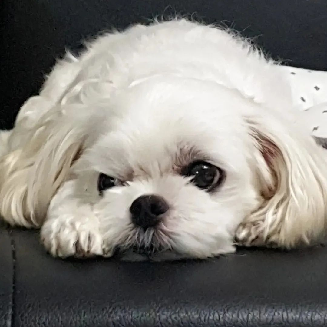 귀여워