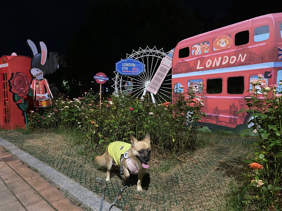 녹두 런던 왔어요~🐶📸

Nocdoo is in London🧡

#london #londontrip #dogtravel #강아지 #멍스타그램 #멍팔맞팔 #강아지동반여행
