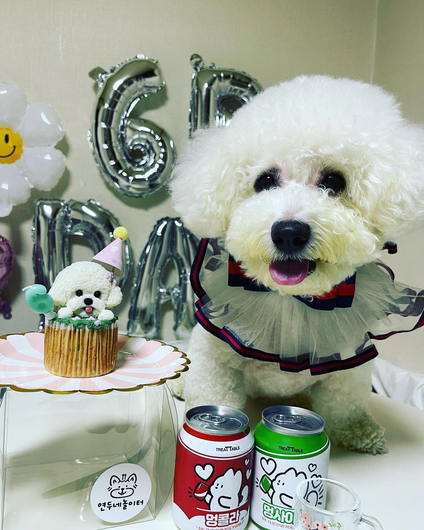 #HB 심쿵이 6번째 생일🥰
매일 24시간 붙어있다 작년 겨울부터12시간넘게 혼자둬서 너무 미안해😭
#내새꾸 아프지말고 60번째 생일까지 엄마랑 #함께 해줘요
이번주 밀린 접종 #구리프라임동물병원 다녀오고 #댕댕그루밍 미용다녀오고 개모차 타고 케이크픽업까지 #바쁘다바빠
#반려견생일케이크 쿵이 얼굴 작게 축소해 놨네ㅋㅋ #반려견 #얼굴입체머핀 #연두네놀이터 #구리시 
본인이랑 똑닮은 머핀 옴총 맛있게 먹으니 무서우면서 귀여움🤣
#비숑프리제 #비숑스타그램 #생일 #반려견그램