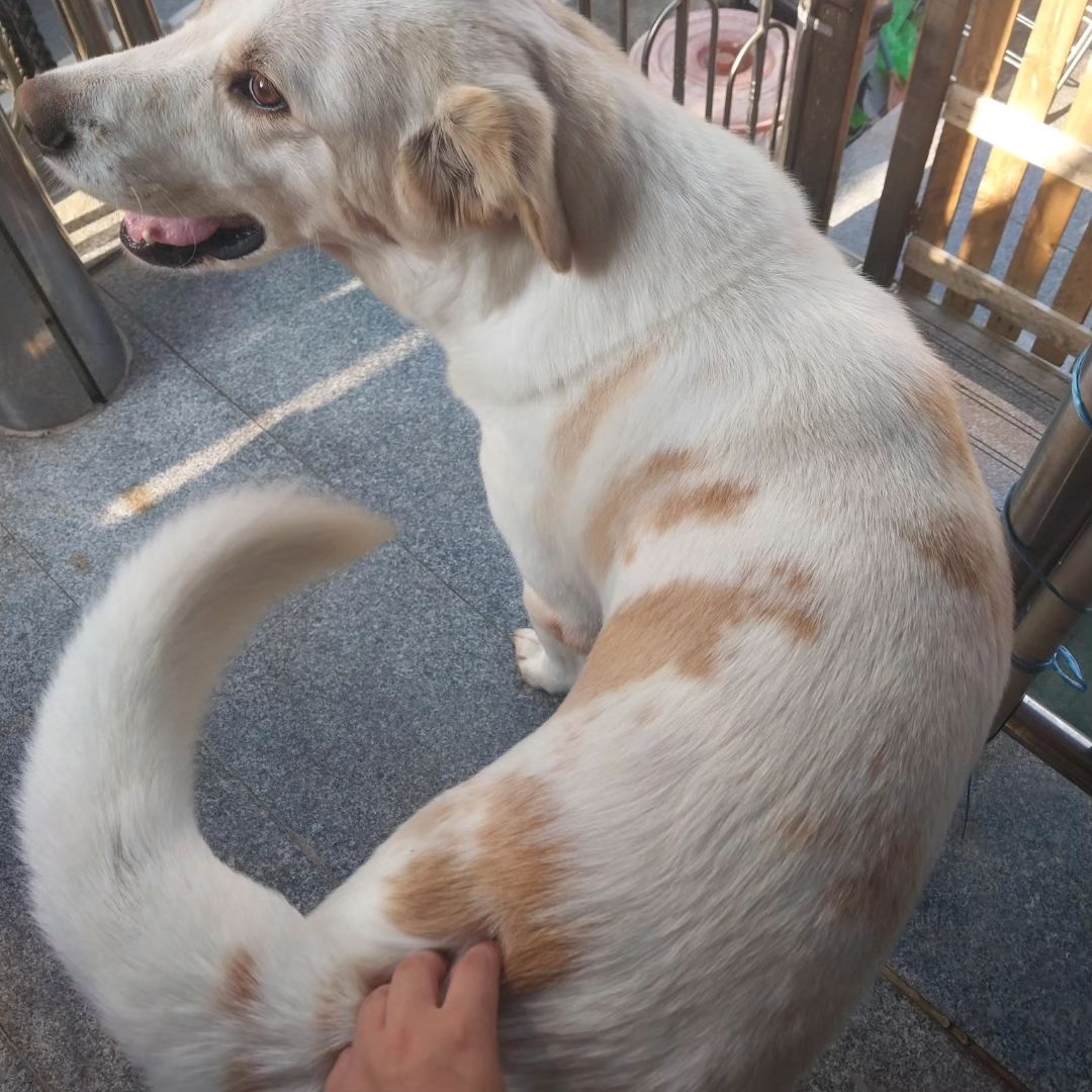 궁디팡팡으로 시작하는 기부니가 죻은 하루❤️