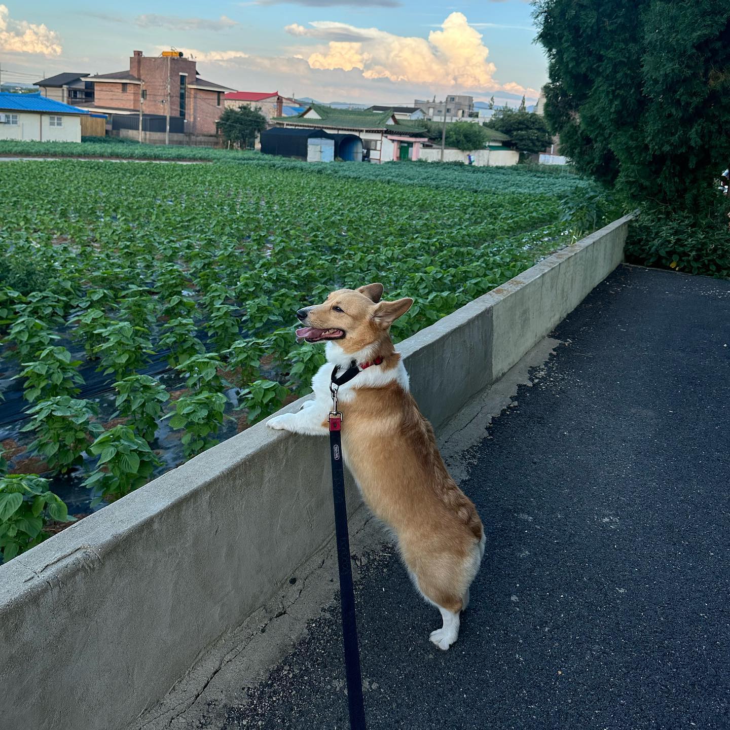 7월도 행복하개🐾