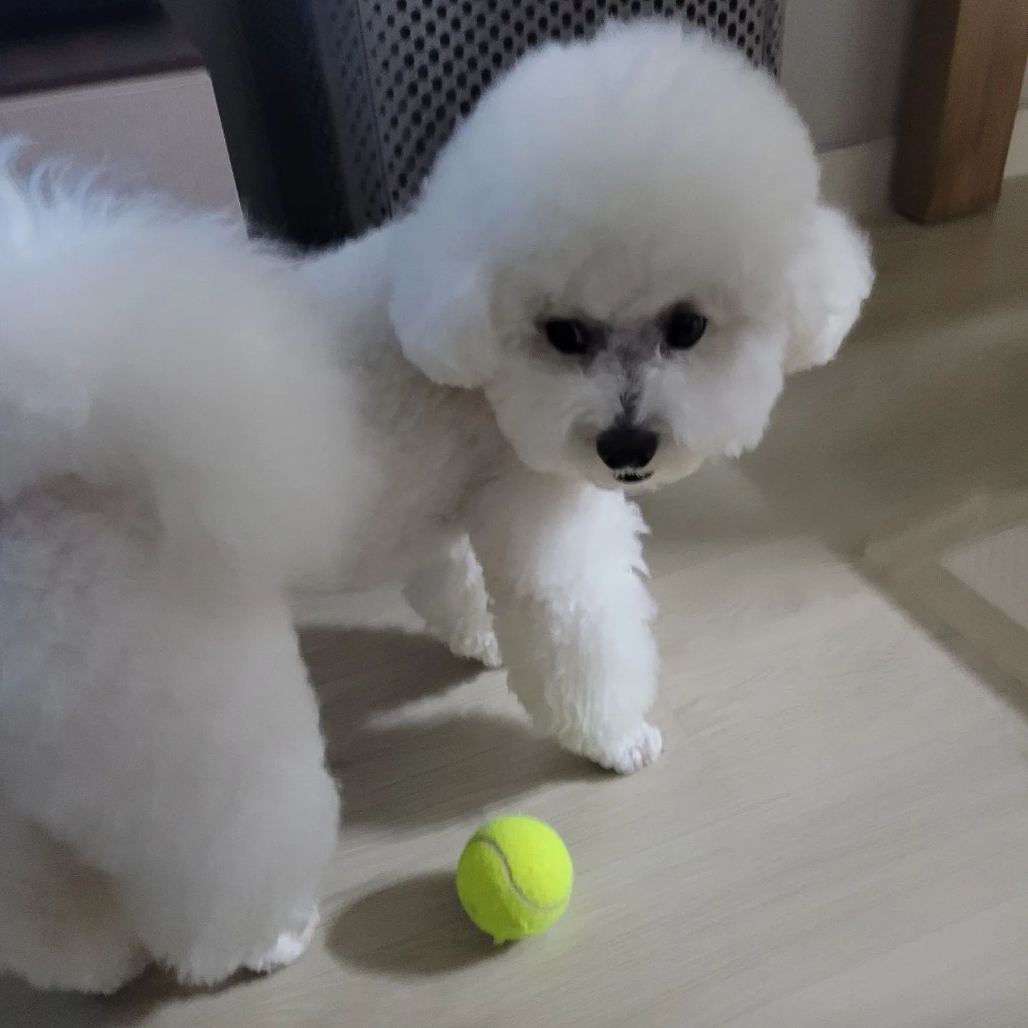 23.08.01
누나.. 뭐해..? 공 빨리안던지구!? 
.
.
#꼬모의하루🐶