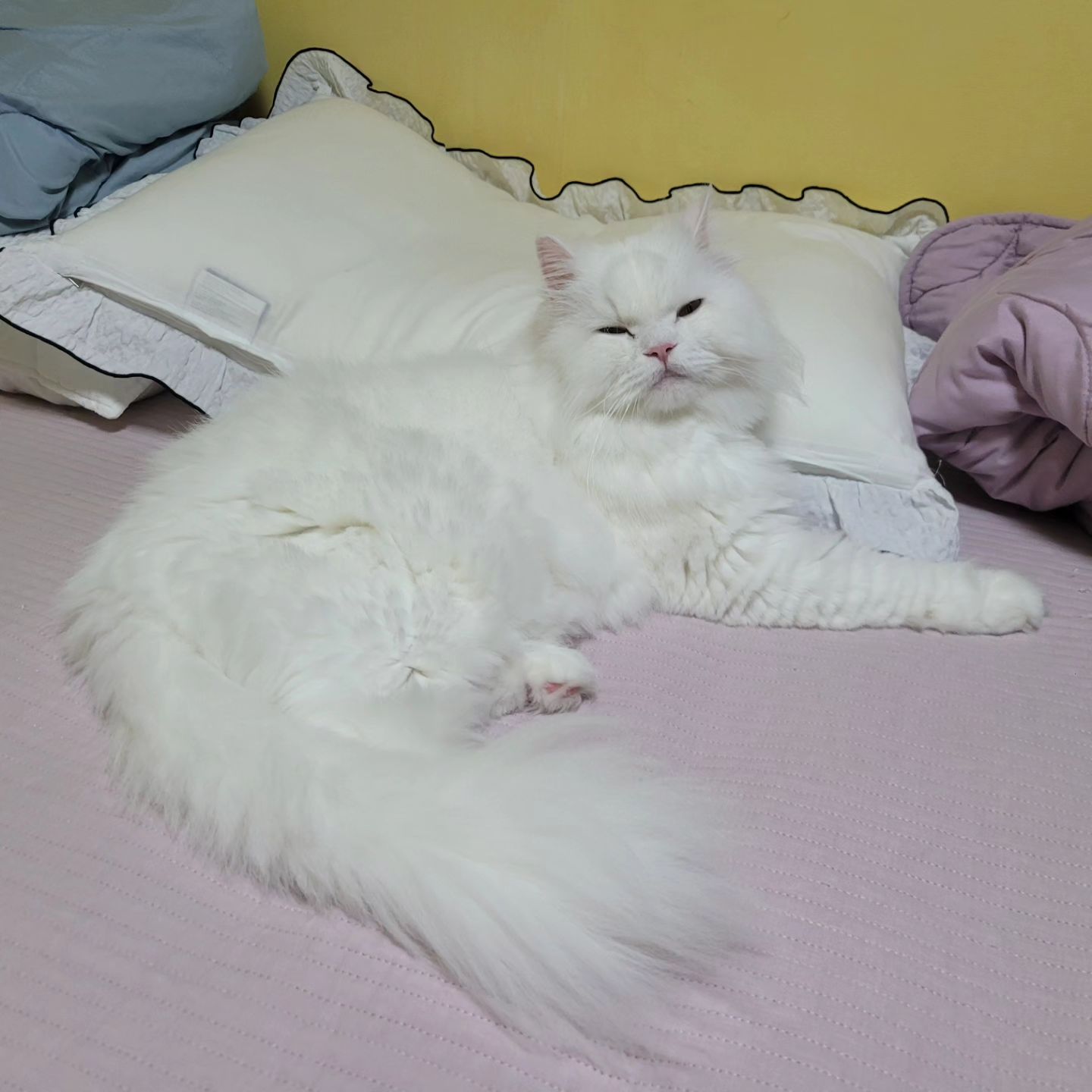 누나 껌딱지♡ 자두 
게임하는데 뒤에서 이래 졸고 있네♡♡ 
#하양이자두