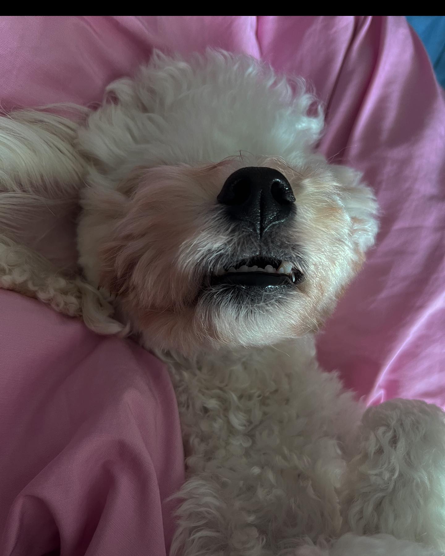 콘텐츠