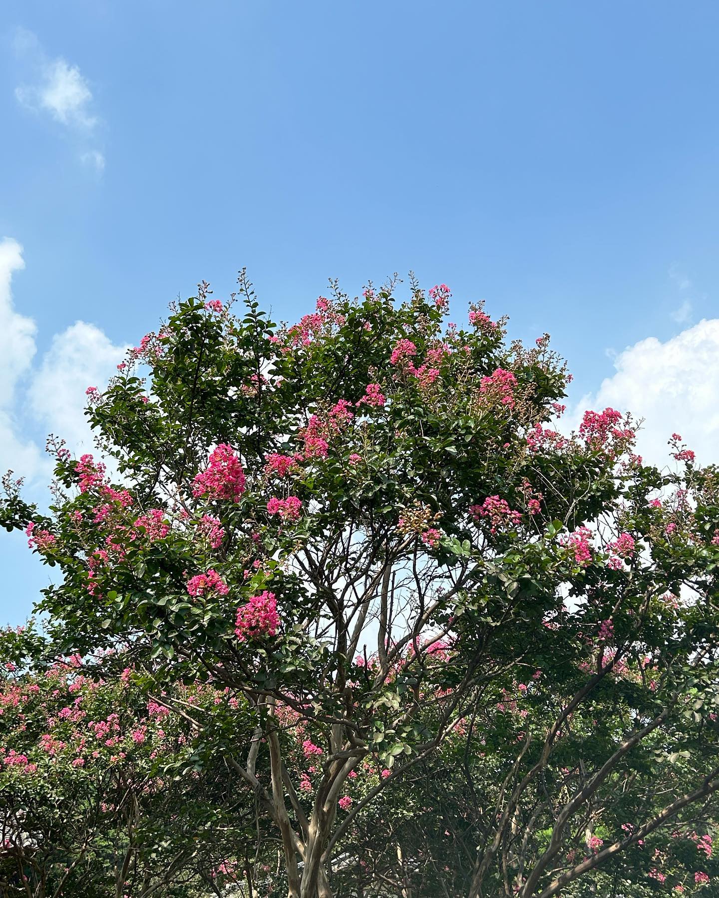 메롱말고 배롱나무🌴