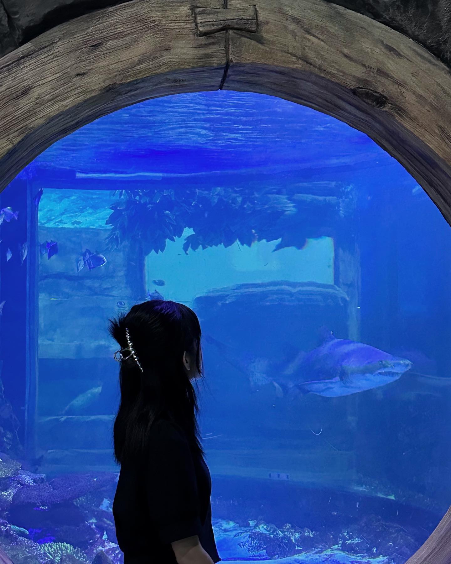 아기상어 뚜루루뚜루🦈
 
 
 

#아쿠아리움 #데이트 #부천 #상어 #블루