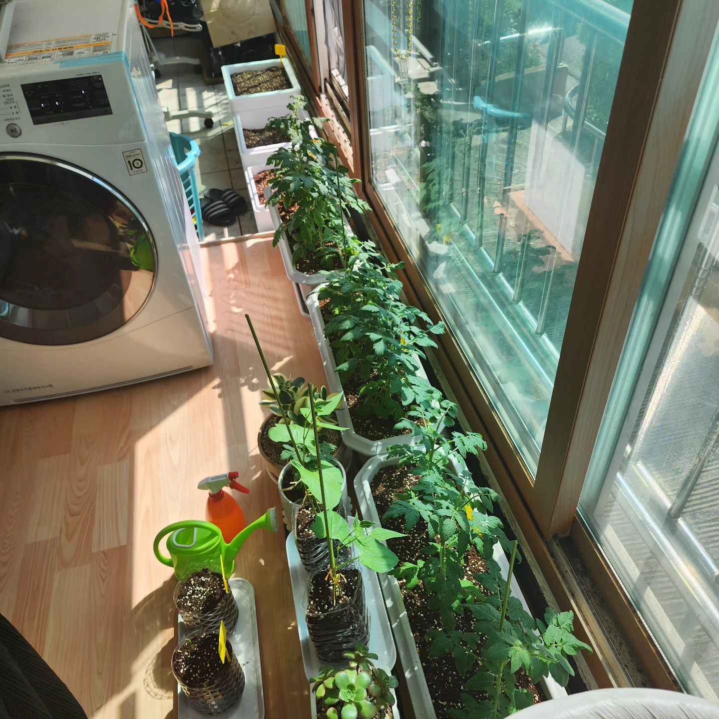 베란다 텃밭♡

방울토마토
시금치
당근
상추
강낭콩
씨앗으로 시작해서 열심히 성장중😍

대파 모종도 심어야지ㅋㅋㅋㅋ