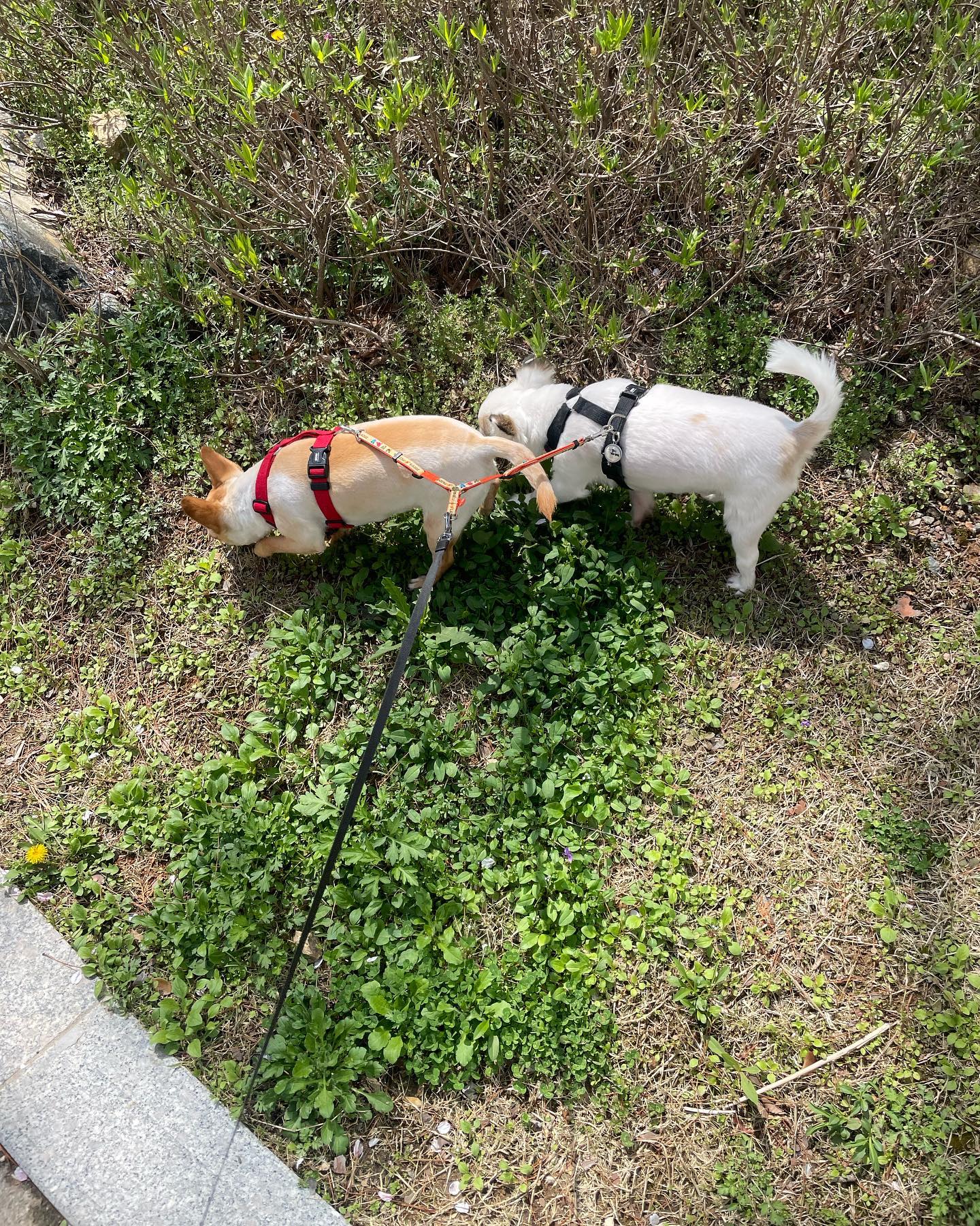 킹, 감쟈는 산책중🐶🌱