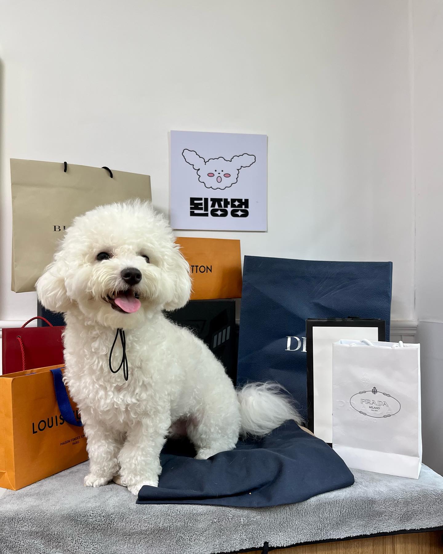 #협찬 #복순이네 
신상 애견카페 두부랑 방문했더요
울강아디 미모 미쳤고 🤭🤍🤍
인생 사진 찍어주기에 강츄 ദ്ദി´-ω-`)
너가 행복했으니 엄빠도 햄보케 💗

#광주카페 #광주애견카페 #광주애견카페추천 #복순이네 #광주신상카페
