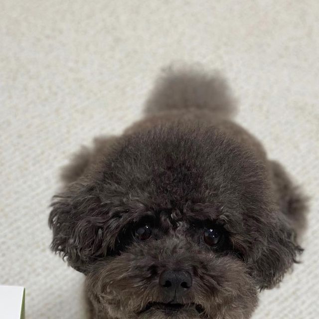 귀요워서 요미 on Instagram: "#광고 산삼이 들어간 클렌징이라구?!💚 에스엔스킨 젠틀 클렌징 폼 ▫️약산성 클렌징 폼, 저자극 테스트 완료 ▫️10년 넘게 순한 화장품을 연구개발 - 자연유래