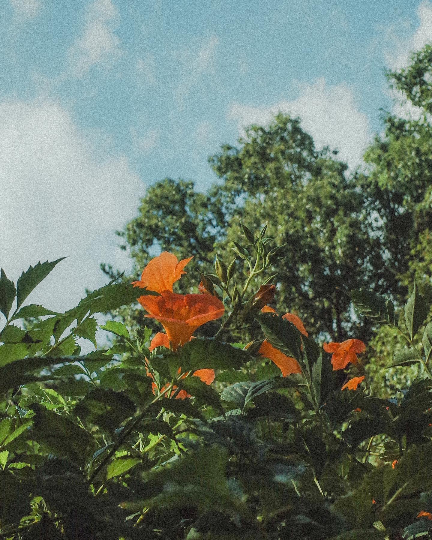 ⠀ 
⠀ 
다 져버린 줄 알았던 능소화
⠀ 
#ricohgrii #ricoh 
⠀