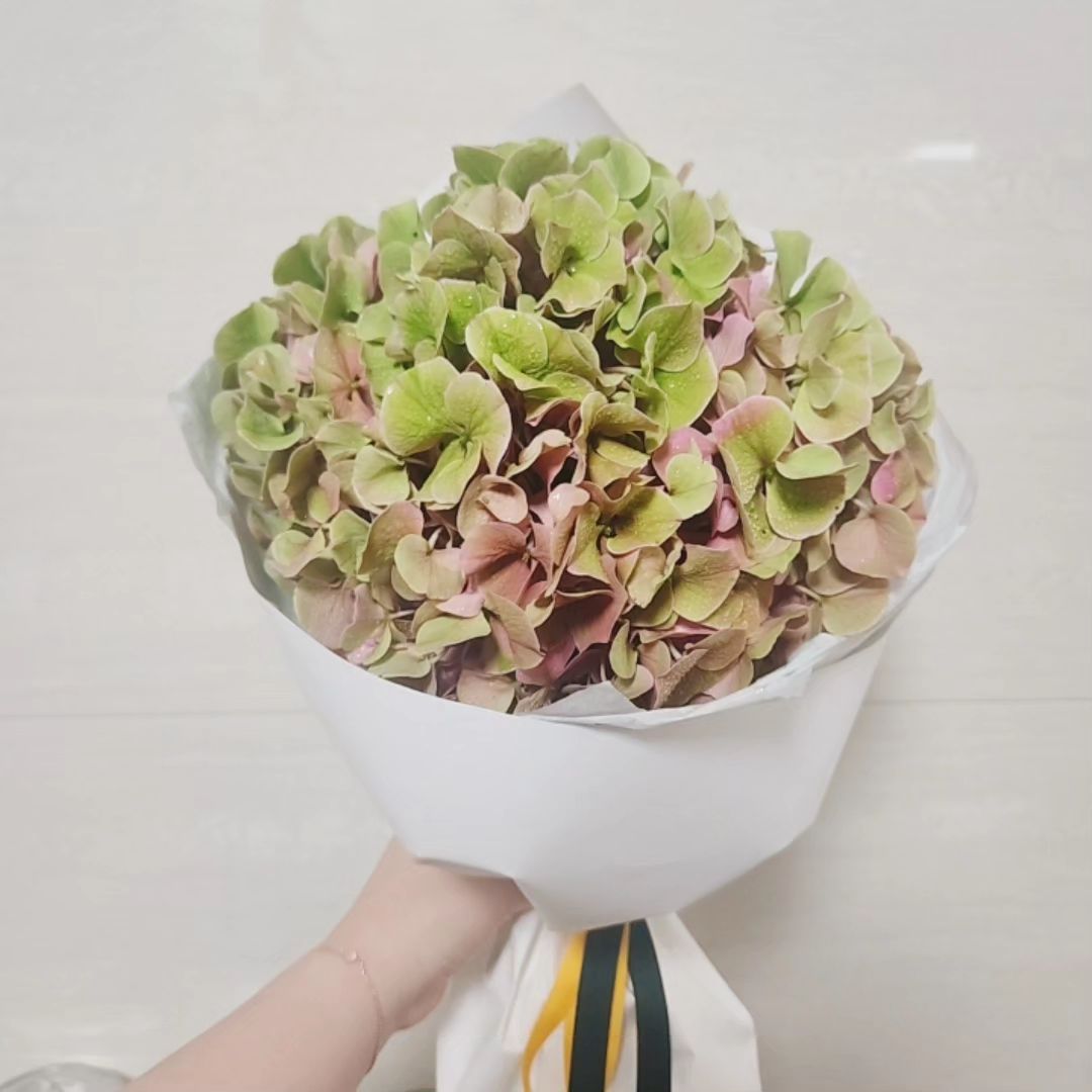 #앤틱수국 #수국 #꽃말 #사과
테라스 화단에 5년 키운 체리세이지 (실수긴 하지만 몽땅) 뽑아버려서 웃프댔더니 영 반응이... 
실수 자체가 아니라 반응에 #마상 #부글부글
불난 뒤에 불 끈다고 #꽃다발 들고 들어왔길래 #따스한말한마디 면 될걸 😂 체리세이지 모종을 사오든가... 싶었는데 ㅎㅎ #미안하단말 인걸로 ㅎㅎ
이런일 열번 쌓이면 갖고 싶은 거 사준대서 아 #이사람아 #사랑과관심 #배려와존중 #내가원하는건 #그게다야 
"10번 채웠다간 내 마음이 다 타서 없어질거야" 하며 (안기고) 말았... 
나도 수월한 사람은 아닌거 같지만 한편 엄청 간단한데ㅎㅎ 
#갈길이멀지만 #결국엔 #꽃길 #꽃같은내인생 #꽃