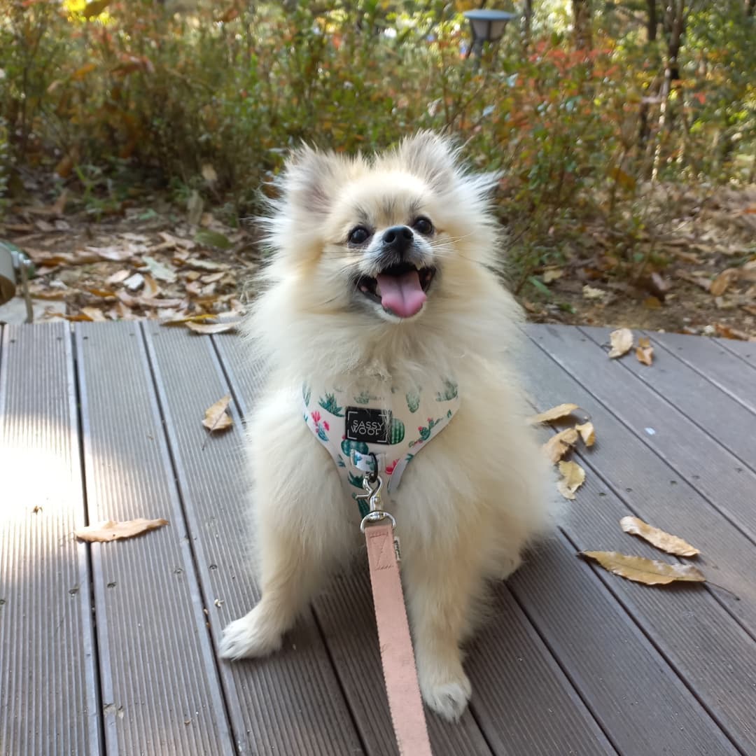 김원두 on Instagram: “#협찬 . 🔗SASSY WOOF 앞고리 하네스🔗 ✓ Y자 가슴패드 사용으로 가슴 압박 최소화 ✓ 몸에 부드럽게 착 붙는 견체공학적 디자인 ✓ 가볍고 구김이 적으면서 내구성이 강
