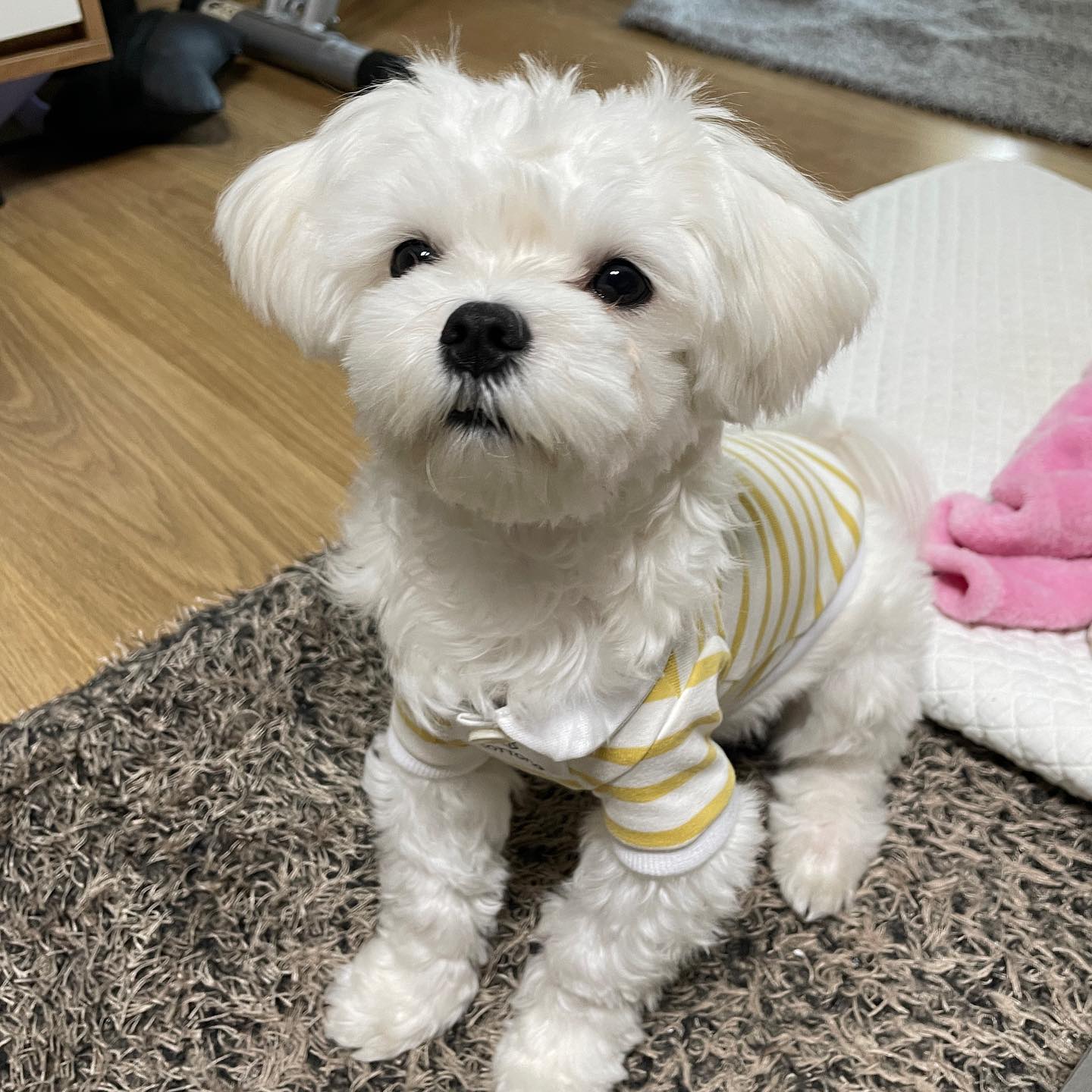 안뇽 오랜만이야멍!! 루이는 지금 털찐 상태얌..
3.2kg이 된 루이는 아직 S사이즈 옷으로 입어!!

루이가 쪼꿈 늦었지만! 코통 신상 ‘스트라이프카라티 YELLOW’를 입어보아써!!

털이 잔뜩 쪄서 삐쭉삐쭉 튀어나왔지만 나 노란색이랑 찰떡인둣!

cottong_official 
#코통 #cottong #강아지옷 #애견의류 #애견브랜드

코통 옷은 항상 입을때마다 편해!! 다른 옷도 많으니 구경해조!!