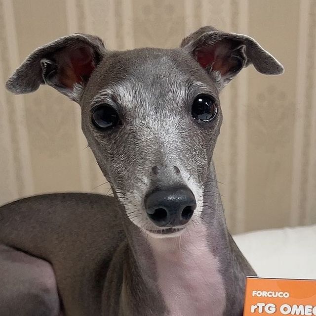 이탈리안 그레이하운드 _ 레이🐾 on Instagram: "#광고 레이는 초롱초롱한 눈과 매끄러운 피부, 혈행건강을 위해 매일 오메가3 챙겨먹어요🐠🐟 레이언니가 까다롭게 선택한 #포쿠코오메가3 ☝