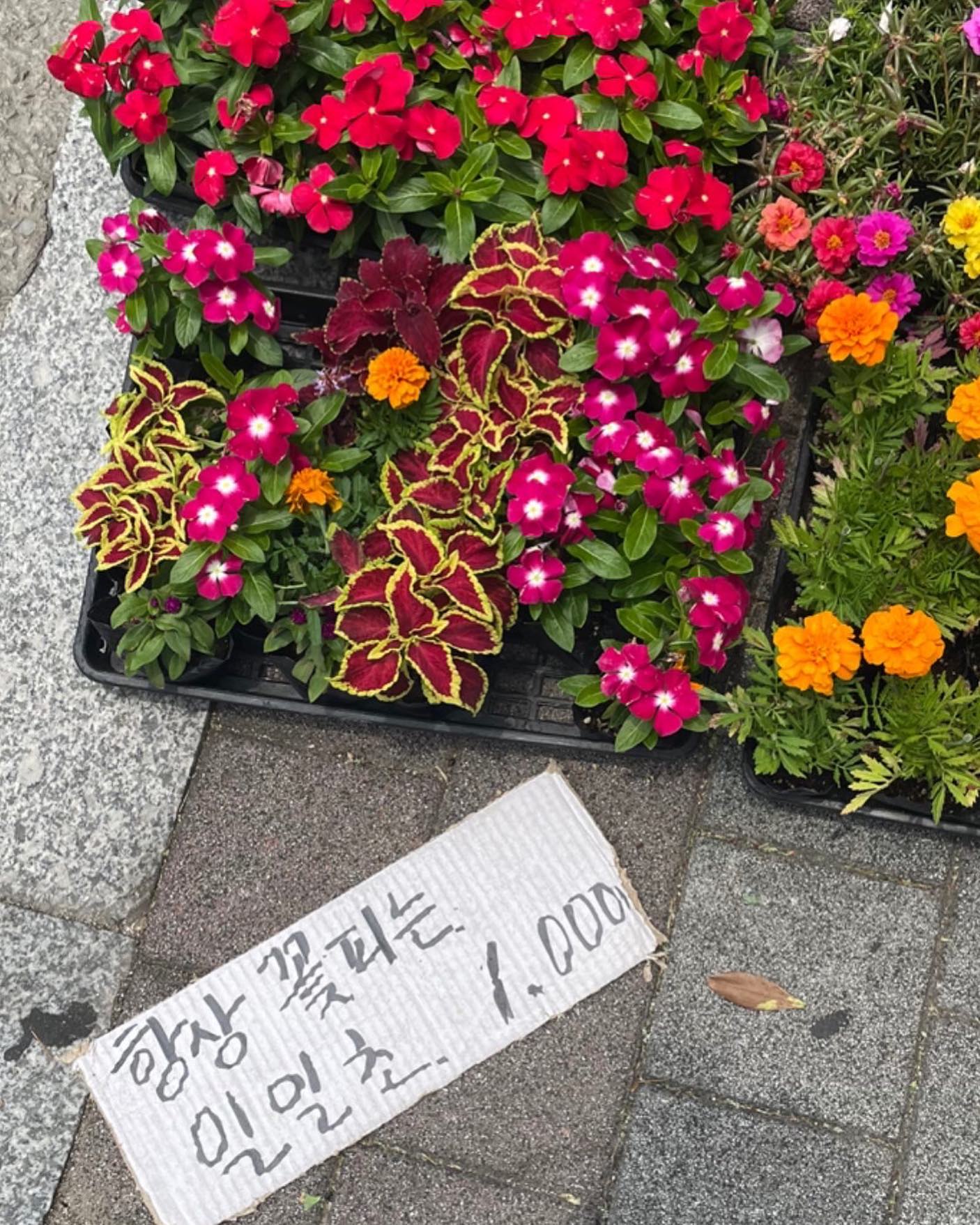 항상 꽃 피는~,,🌺