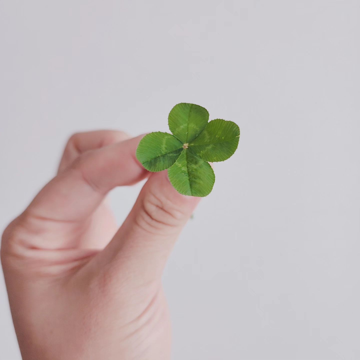 #🍀
.
.
그렇게 찾으려할땐
절대 안보이더니
오늘 비가와서 뛰어가다가
문득 길가에 눈이갔다.
수많은 클로버들 사이로
유독 눈에 딱 들어온 네잎클로버
행운이 찾아왔으면..🙏
.
.
#네잎클로버 #행운