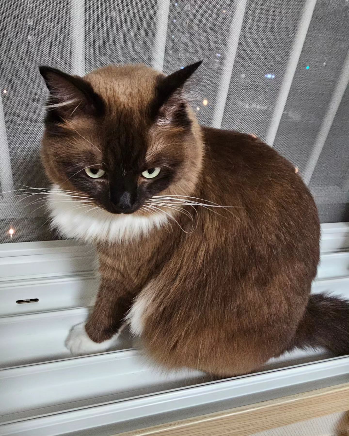 엄마집사가 창틀 청소를 열심히 하는 이유..😂
콩이의 하얀 양말 지켜줄꼬야~😍🥰
.
.
#초보집사  #냥스타그램 #고양이일상 #랙돌2살 #반려묘  #우리집상전  #고양이 #cat