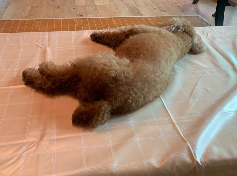 재물 원,투

더워서 댕냥이들도 기절🥵