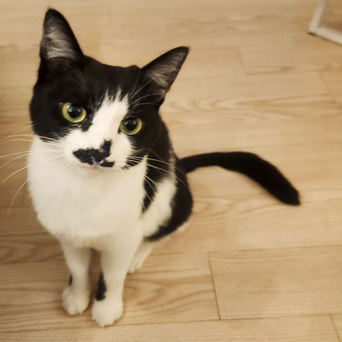 요즘은 더더 껌딱지됨🥲
우리집 깡패🐈‍⬛
밥먹을때도 눈치주는 #K고양이