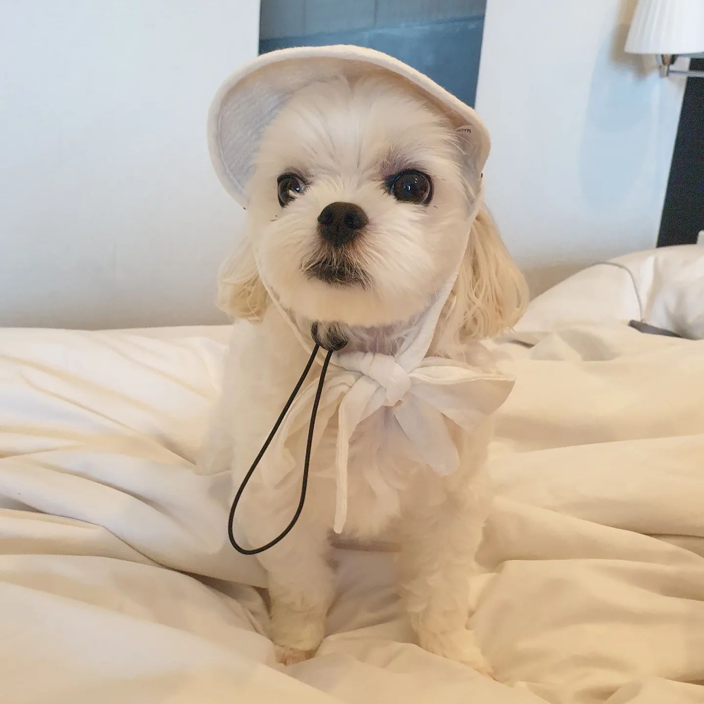 너무 예쁜 내 새끼❤
.
.
.
#반려견 #강아지 #말티즈 #maltese #말티즈그램 #멍스타그램 #펫스타그램 #인스타독 #pet #dog #dogs #dogstagram #petstagram #puppy #instadog #instapuppy #instapet #인스타그램 #개스타그램 #좋아요 #일상 #맞팔 #멍팔맞팔