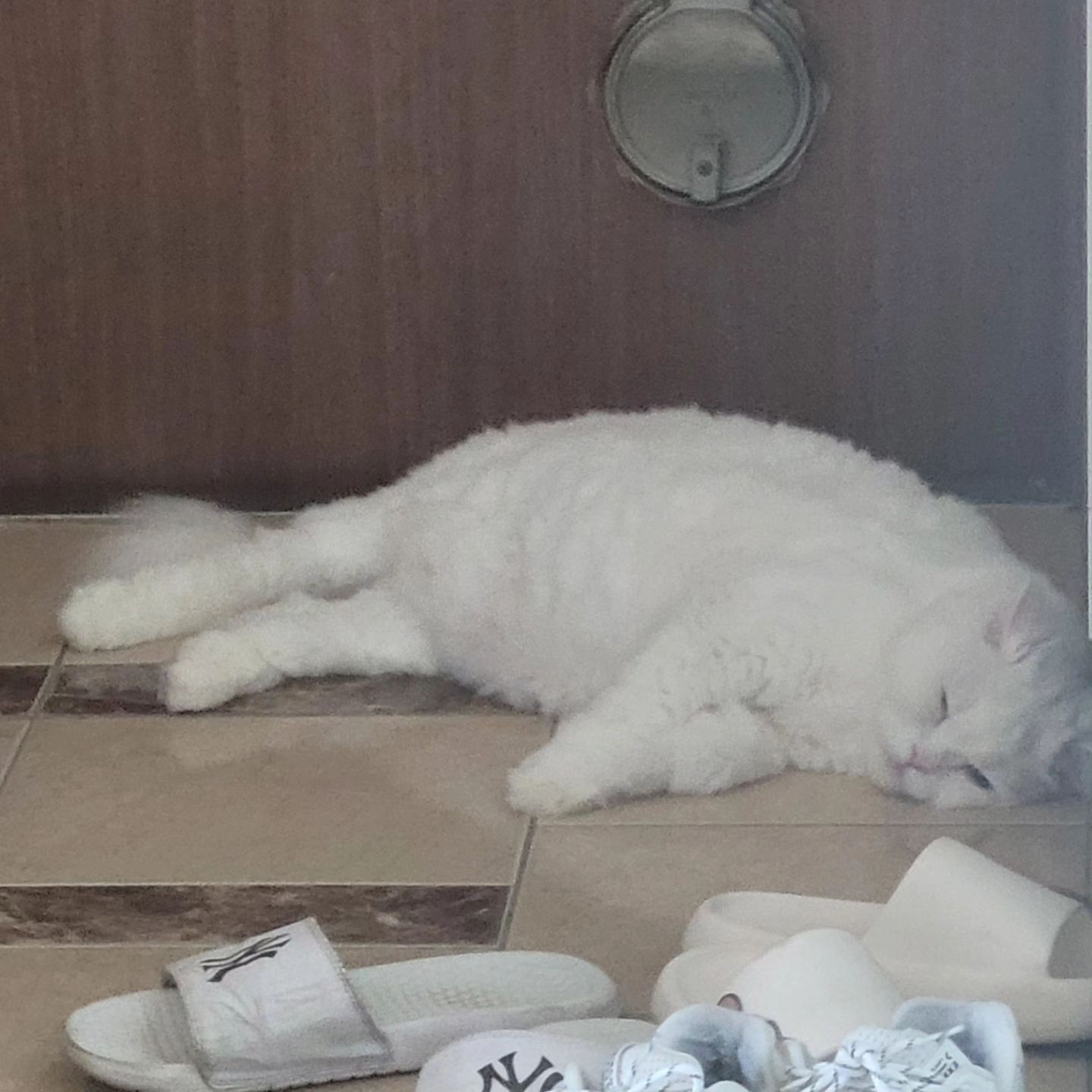 날이 너무 더워서 그런지 본인 대리석 나두도 신발장에서 저러고 있는 우리 하양이 ... 거기 청소 안했는데 ... 
냥빨 각... 

#하양이자두