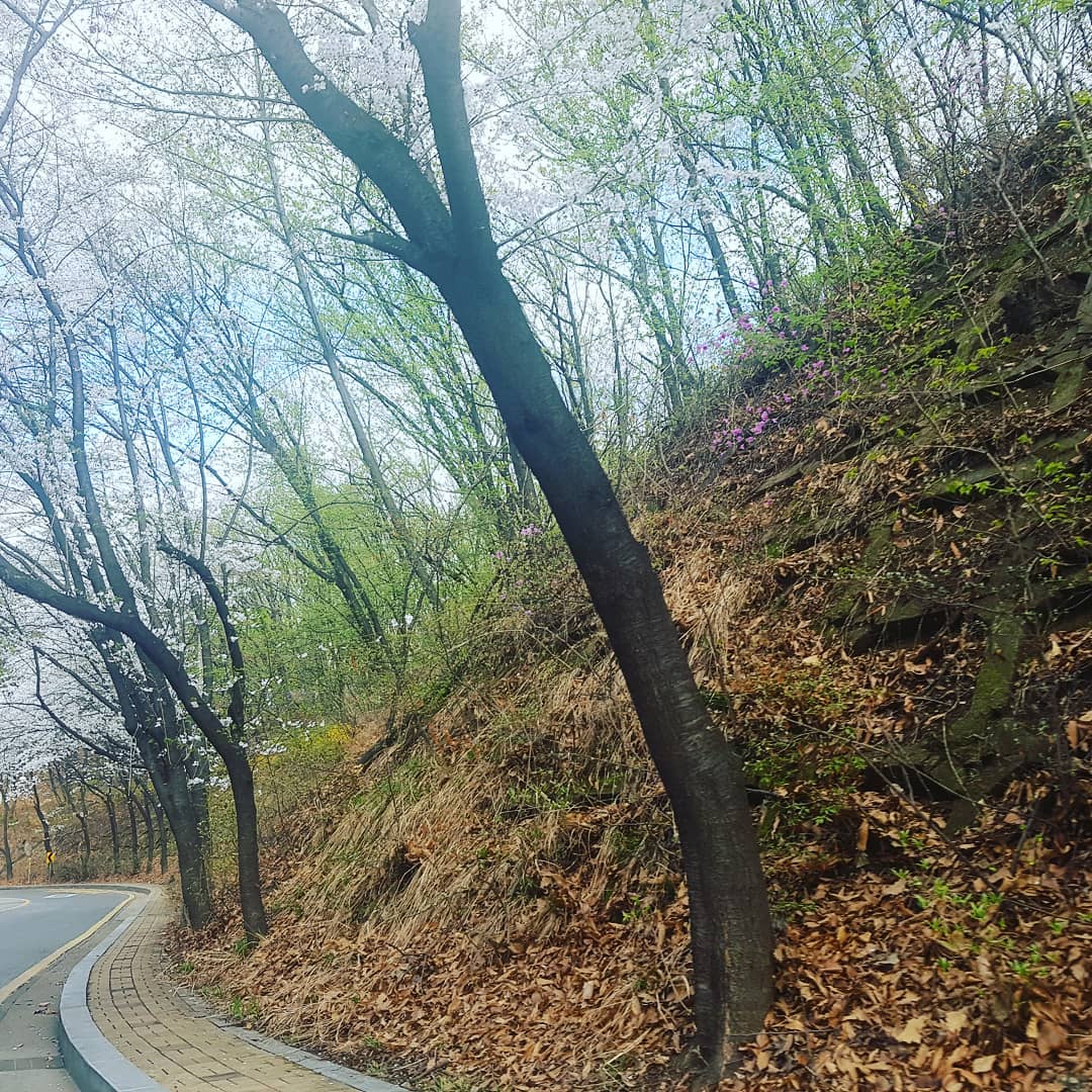 벚꽃이당!!❤
#벚꽃#벚꽃개화#놀고싶다#