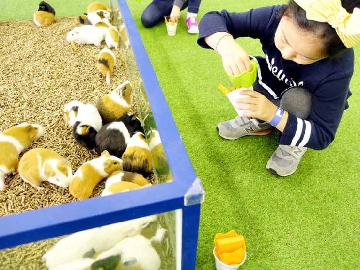 파주 실내동물원 쥬라리움 천국이 따로 없네