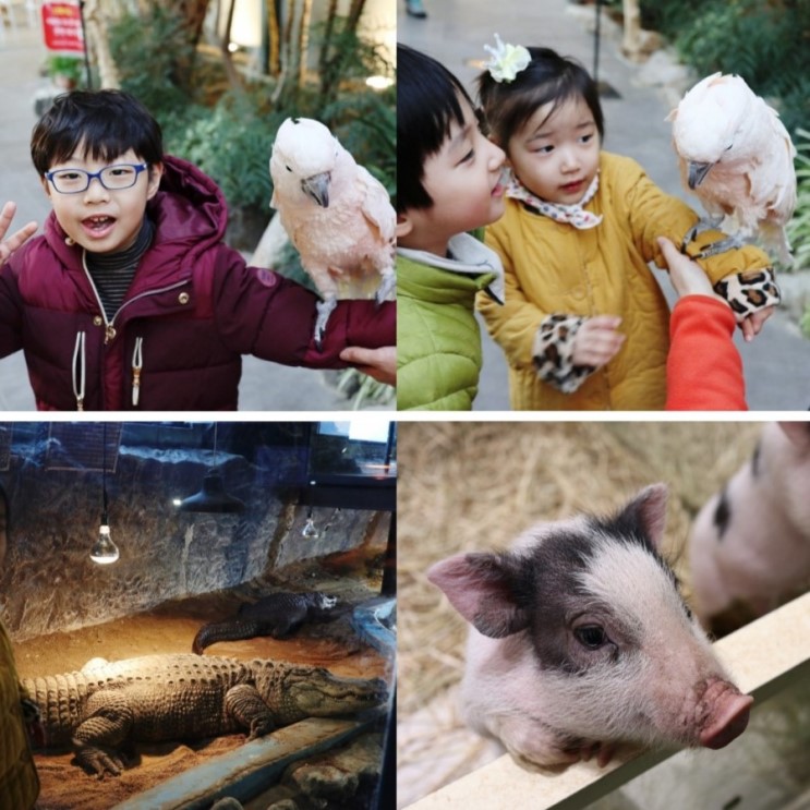 아이와갈만한곳 일산쥬라리움에서 체험하며 뛰어놀기! 실내동물원+눈썰매장