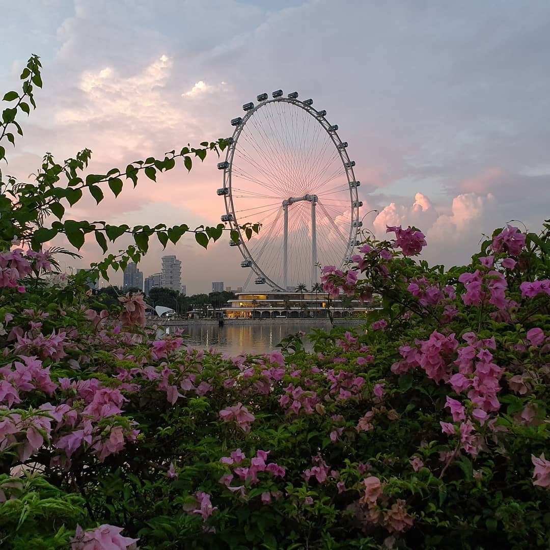#🇸🇬 #singapore #merlionpark #gardensbythebay #marinabaysands #botanicgarden #singaporeflyer

싱가폴은 더운 것만 빼면 최고였다.
영국 Hyde park의 기억이 좋았어서
찾아가봤던 보타닉 가든은 정말 천국,,, 런던 아이 때도 Champaign experience를
해보았지만 개인적으로 싱가포르 플라이어의
경험이 더 좋았다. 왜냐하면 싱가포르 슬링이
짱맛이었기 때문... 런던 아이 때는 샴페인이
노맛이었어... 그리고 별도의 가이드 없이
게스트들만 타서 느긋하게 구경할 수 있는
것도 마음에 들었다.

좋았던거 짱많은데 다 쓰려면
밤새니까 이만 줄임.

아쉬운 것
1. TWG의 애프터눈티를 먹어보지 못 함.
2. 슈퍼트리쇼를 제대로 보지 못 함.
3. 머라이언 파크의 머라이언 동상 공사.

다음에 싱가폴 또 가게 되면
그 땐 다 하고 오자🐓❤