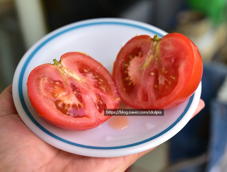 토망고가 설탕보다 더 달달한 슈가토마토 라고? 진짜? 그래서 ASMR 까지 준비했습니다