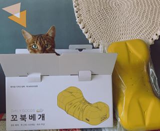 차지원 on Instagram: “참치가 더 좋아하는 꼬북베개👍😽 경추 배게로 특허까지 받은 제품이라  목건강에도 좋구 좋은자세까지  만들어준다구!!! 바른 자세를 위해 작업할때 허리에  대고 써야겠어요ㅎㅎ 꿀잠자구 싶다면 꼬북배게 추천😆 . . . . .  #베개추천 #기능성베개…”