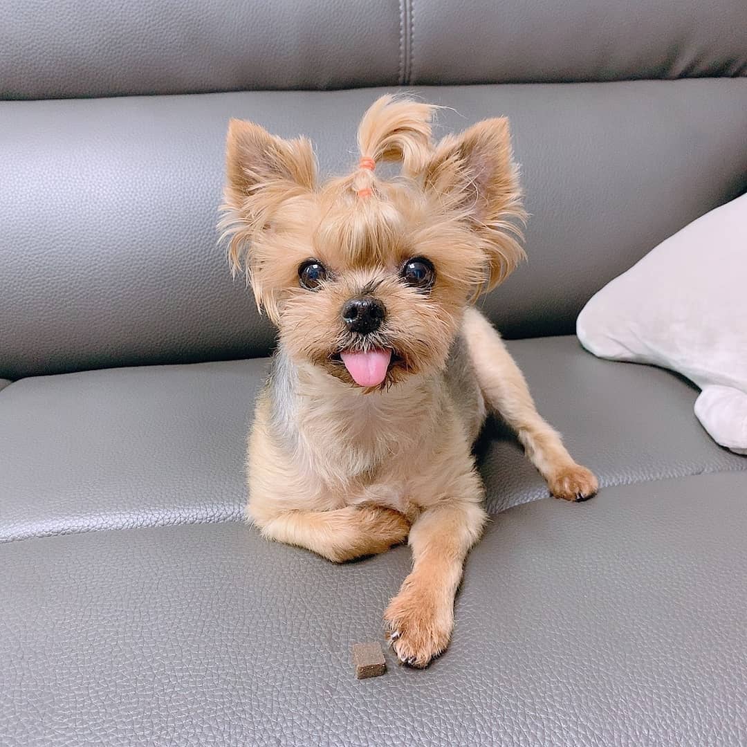 밤찌랑 클램♡ on Instagram: “이제 나이드니 꼭 챙겨줘야하는 영양제 파란색은 관절용, 노란색은 피부용 하루 한개 챙겨주기 U・ᴥ・U . . 맛도 영양도 다잡은 프리미엄 반려견 영양제 구매는 프로필 링크로➰ . #댕댕이 #반려견 #댕스타그램 #멍스타그램 #남사랑 #박보견…”