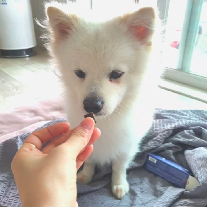 다윤맘 on Instagram: “만두 영양제로 먹이는중인 " 애니맘 영양제 "  영양제라면 극혐하는 우리만두  근데 애니맘 영양제는 맛있는지 엄청 잘먹는다❤  관절영양제도있고 피부영양제도있는데  둘다 기본적으로 들어가있는 " 홍삼성분 "  관절영양제엔 녹차성분이 🌱 피부영양제엔…”