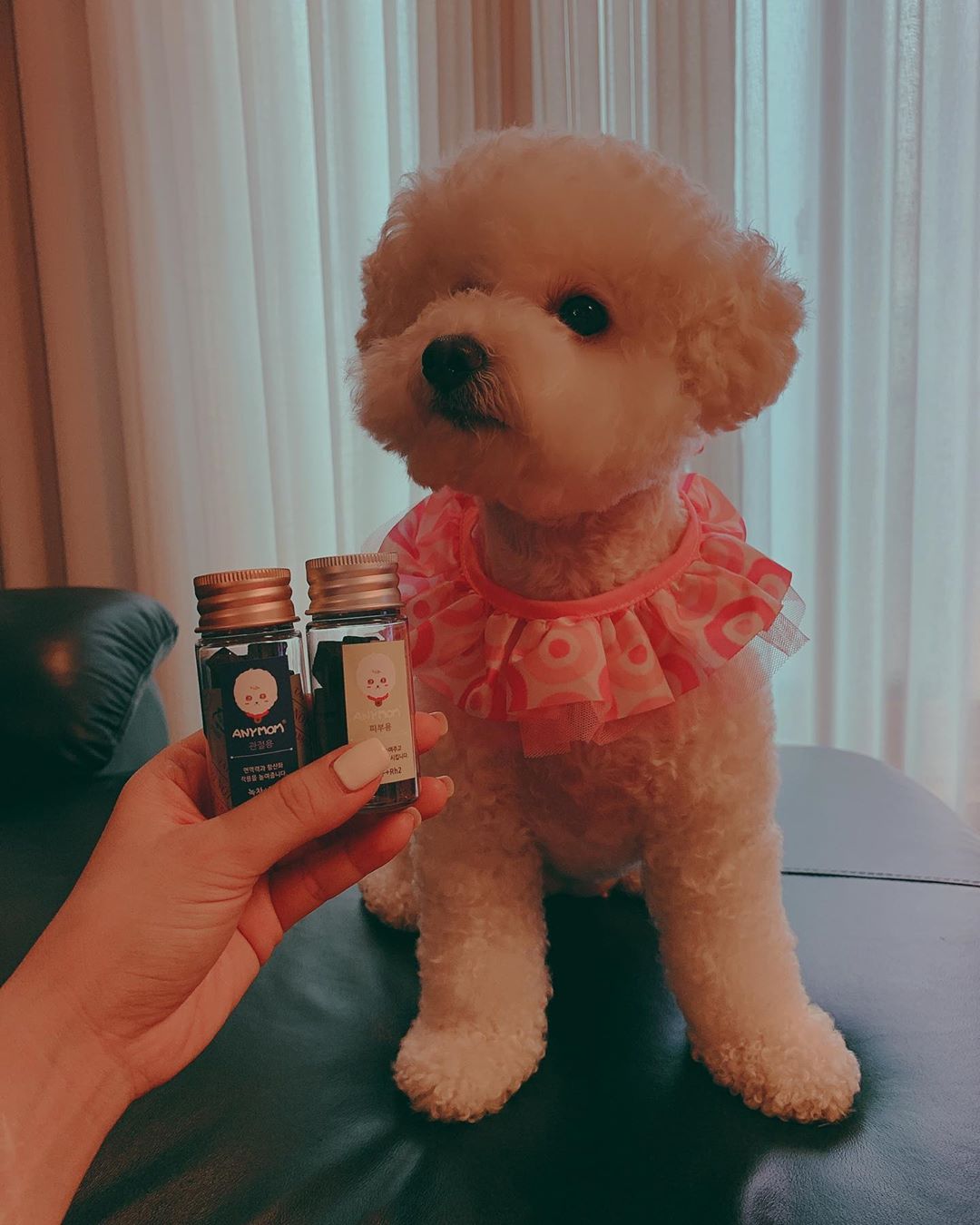 ˢᵒʸᵁᵁ🌈소유 on Instagram: “_ 우리 순심희 건강은 #애니맘 이 챙겨요😏👍👍 강아지들도 피부와 관절을 관리 잘해주어야 사람과함께 건강하게 오래오래 산대요😊🖤😊🖤 10년이상의 산양삼에만 있는 RH2성분과 녹차, 산수유 추출물이 만나 우리 댕댕이의 면역력까디 높여준다고하니😊🙏🙏🙏🙏…”